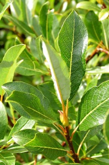 vŕba bobkolistá (Salix phylicifolia) - púčiky