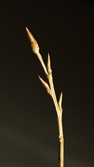 topoľ čierny (Populus nigra) - listové púčiky