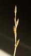 topoľ čierny (Populus nigra) - kvetné púčiky