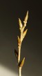 topoľ čierny (Populus nigra) - kvetné púčiky