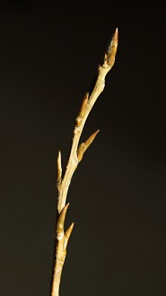 topoľ čierny (Populus nigra)
