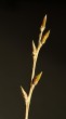 topoľ čierny (Populus nigra)