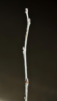 topoľ biely (Populus alba)