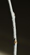 topoľ biely (Populus alba)