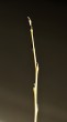 vŕba krehká (Salix fragilis)