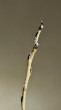 vŕba krehká (Salix fragilis)