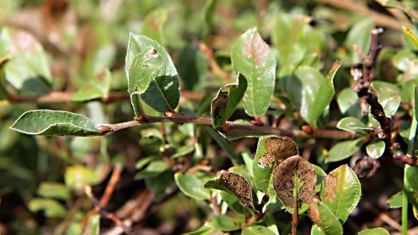 vŕba alpínska (Salix alpina) - ročný výhonok (letorast)
