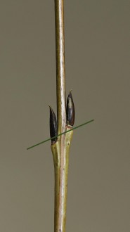 vŕba purpurová (Salix purpurea) - šikmo protistojné kvetné púčiky