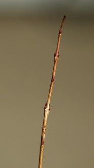 vŕba purpurová (Salix purpurea) - listové púčiky
