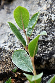 vŕba alpínska (Salix alpina) - vetvička s listami