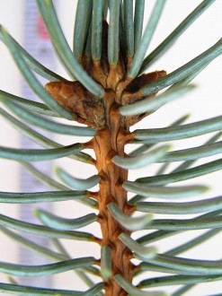 smrek pichľavý (Picea pungens)