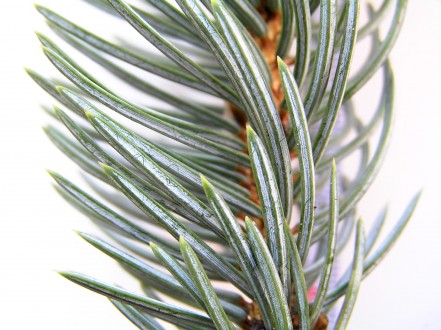 smrek pichľavý (Picea pungens)