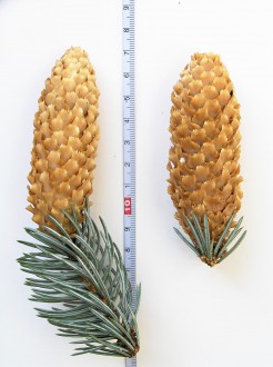 smrek pichľavý (Picea punnges) - šiška