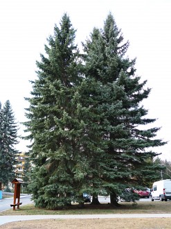 smrek pichľavý (Picea pungens) - mestský park v Liptovskom Hrádku