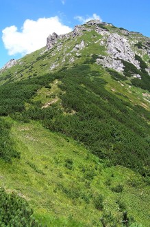 vŕba alpínska (Salix alpina) - subalpínske pásmo na vápencoch - miesto výskytu vŕby alpínskej