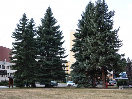 smrek pichľavý (Picea pungens) - alej tvorená smrekom pichľavým (Liptovský Hrádok)