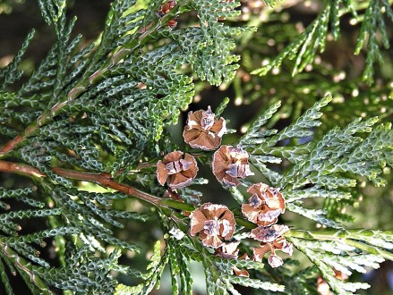 cypruštek Lawsonov (Chamaecyparis lawsoniana) - šiška