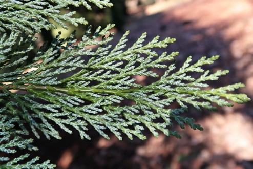 cypruštek Lawsonov (Chamaecyparis lawsoniana) - spodná strana