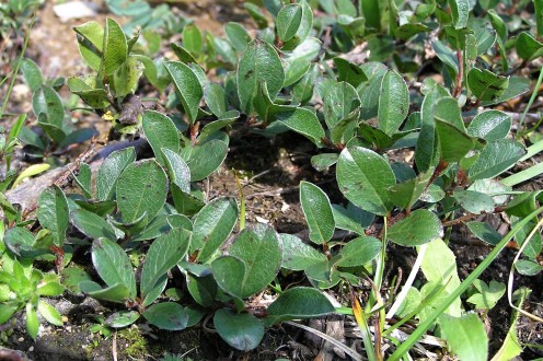 vŕba alpínska (Salix alpina) - kríček s listami