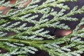 cypruštek Lawsonov (Chamaecyparis lawsoniana) - na spodnej strane vytvárajú striebristo osrienené okraje šupinovitých listov kresbu X