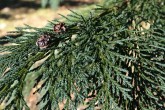cypruštek Lawsonov (Chamaecyparis lawsoniana) - vrchná strana 