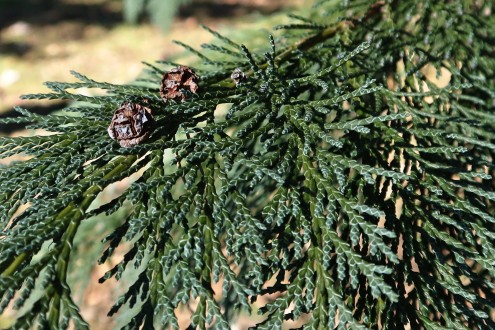 cypruštek Lawsonov (Chamaecyparis lawsoniana) - vrchná strana 