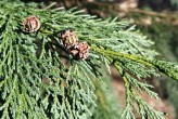 cypruštek Lawsonov (Chamaecyparis lawsoniana) - šiška