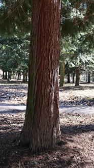 cypruštek Lawsonov (Chamaecyparis lawsoniana) - borka