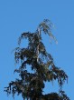 cypruštek Lawsonov (Chamaecyparis lawsoniana) - previsnutý vrcholec