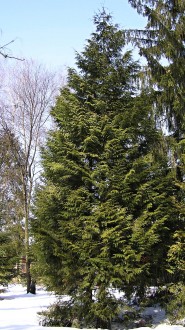 tuja riasnatá (Thuja plicata) - Arborétum Liptovský Hrádok