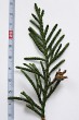 tuja riasnatá (Thuja plicata) - vrchná strana