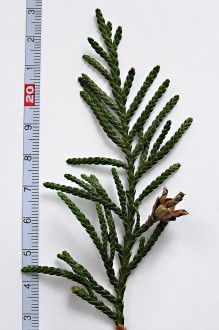 tuja riasnatá (Thuja plicata) - vrchná strana