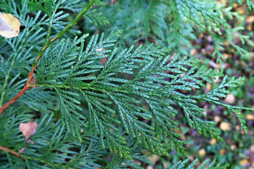 tuja riasnatá (Thuja plicata) - vrchná strana