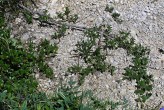 vŕba alpínska (Salix alpina)