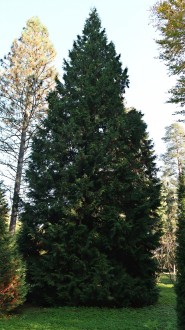 tuja riasnatá (Thuja plicata) - Hrádocké arborétum (11/2020)