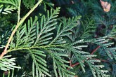 tuja riasnatá (Thuja plicata) - vrchná strana