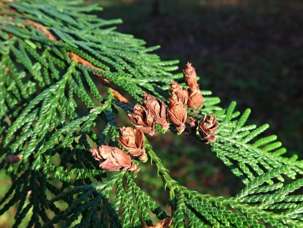 tuja riasnatá (Thuja plicata) - šišky