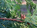 tuja riasnatá (Thuja plicata) - šišky