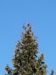 tuja riasnatá (Thuja plicata) - terminálny výhonok (vrcholec) je vzpriamený