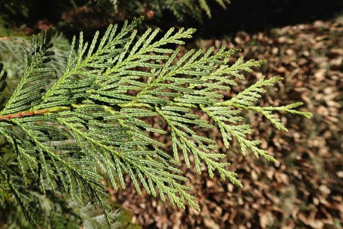 tuja riasnatá (Thuja plicata) - spodná strana so striebristou kresbou
