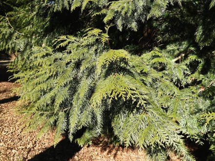tuja riasnatá (Thuja plicata) - bočné konáre
