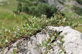 vŕba alpínska (Salix alpina)
