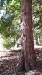 tuja riasnatá (Thuja plicata) - borka