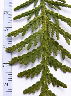 tuja západná (Thuja occidentalis) - vrchná strana