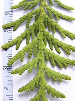 tuja západná (Thuja occidentalis) - spodná strana