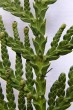 tuja západná (Thuja occidentalis) - listy stredného páru majú pod hrotom výrazne vyvýšenú žliazku (vrchná strana)