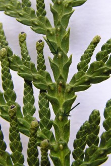 tuja západná (Thuja occidentalis) - listy stredného páru majú pod hrotom výrazne vyvýšenú žliazku (vrchná strana)