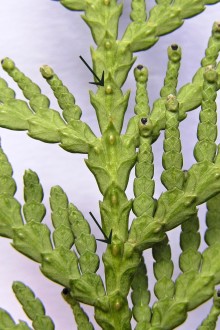 tuja západná (Thuja occidentalis) - listy stredného páru majú pod hrotom výrazne vyvýšenú žliazku (spodná strana)