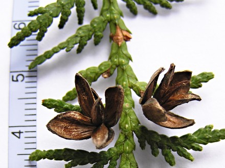 tuja západná (Thuja occidentalis) - šišky
