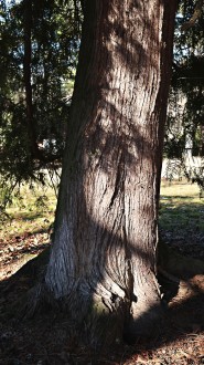 tuja západná (Thuja occidentalis) - borka